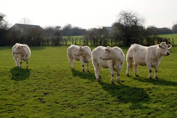 Fototapeta na wymiar Vaches Charolaises dans un pré.