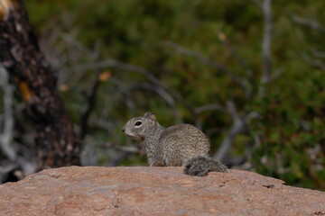 Naklejka na ściany i meble Rock Squirrel sitting on rock.