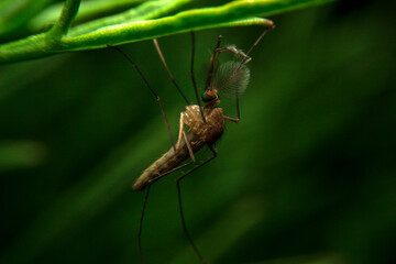 close-up male mosquito on green leaf, night time