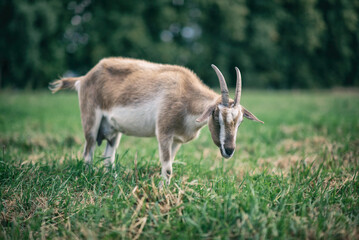 Portrait of a domestic goat lying in a field on the grass.
