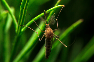 close-up male mosquito on green leaf, night time