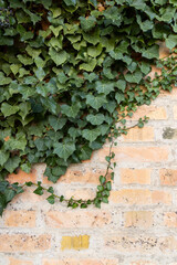 
Background formed by ivy on the wall. A carpet of ivy is clinging to the wall, macro photography shows details of ivy leaves and the brick wall.
