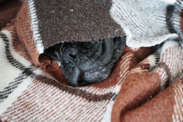 the boxer dog sleeps wrapped in a brown wool blanket close-up, the dog's cute muzzle protrudes from under the soft wool blanket