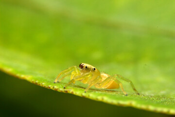close-up Jumping spider eyes big glasses on leaf
