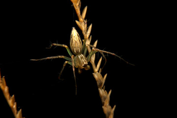 close-up oxyopes javanus troll, brown spider, eyes arranged in a hexagon pattern