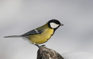 Great tit