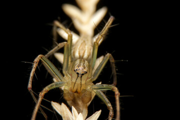close-up oxyopes javanus troll, brown spider, eyes arranged in a hexagon pattern