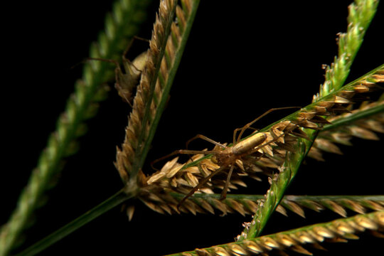 close-up oxyopes javanus troll, brown spider, eyes arranged in a hexagon pattern