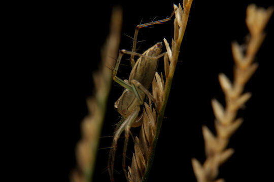 close-up oxyopes javanus troll, brown spider, eyes arranged in a hexagon pattern