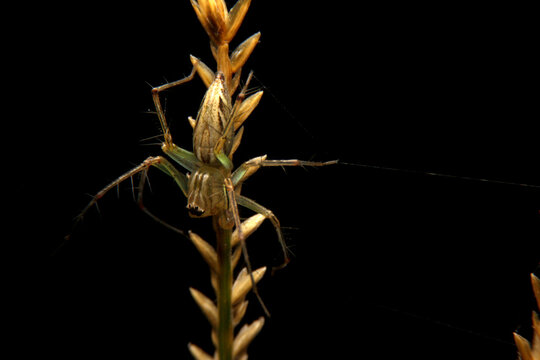 close-up oxyopes javanus troll, brown spider, eyes arranged in a hexagon pattern