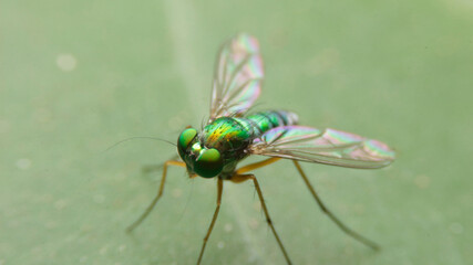 close-up dolichopodidae, the long-legged flies
