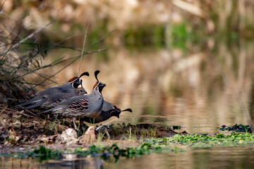 Gambel's Quail drinking at water's edge.