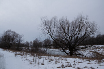winter landscape with trees
