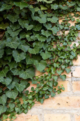 
Background formed by ivy on the wall. A carpet of ivy is clinging to the wall, macro photography shows details of ivy leaves and the brick wall.