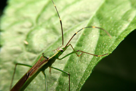 close-up stilt bug nymph, berytidae