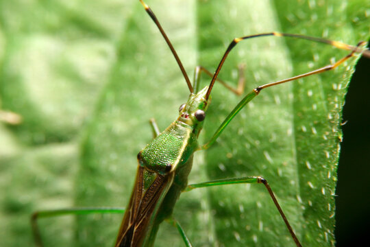 close-up stilt bug nymph, berytidae