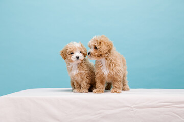 Maltipoo dog. Adorable Maltese and Poodle mix Puppy. Blue background