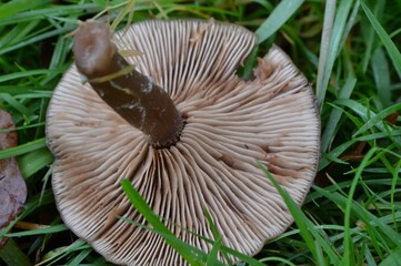 Beautiful winter mushroom found in the grass, macro shot of its underside, showing off clean white gills