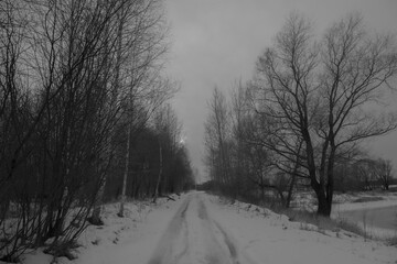 winter landscape with trees