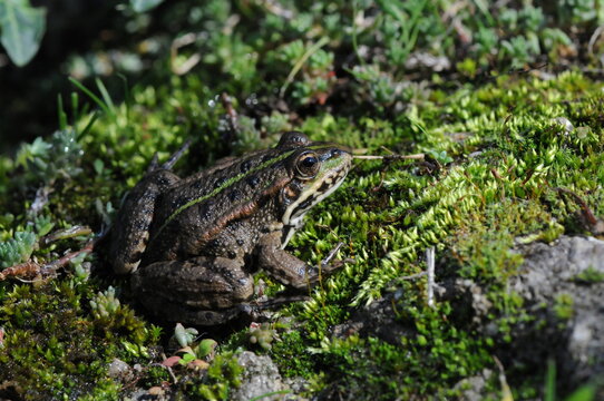 small frog near a stream outside of Velingrad, Bulgaria