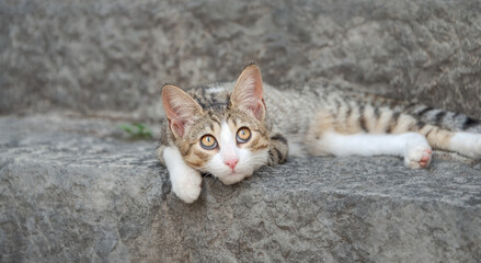 Cute cat kitten, tabby with white, resting lazy on a stony stair, looking above with wide yellow eyes 