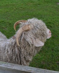 Angora goat flaunts horns on English farm with beautiful mohair wool