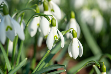 Obraz premium close up of snowdrops in spring