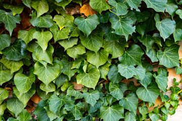 
Background formed by ivy on the wall. A carpet of ivy is clinging to the wall, macro photography shows details of ivy leaves and the brick wall.