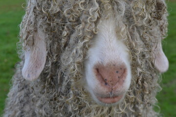 Angora goat flaunts horns on English farm with beautiful mohair wool