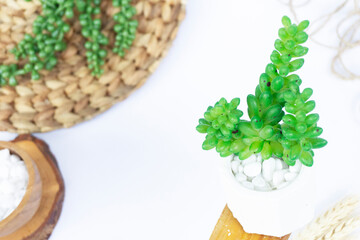 Beautiful Mini Cactus Succulents flat lay nature artistic vintage in a white concrete hexagonal pot and white stones and on a blurry artistic natural bright white background