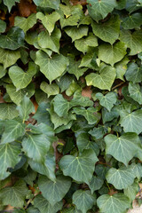 
Background formed by ivy on the wall. A carpet of ivy is clinging to the wall, macro photography shows details of ivy leaves and the brick wall.