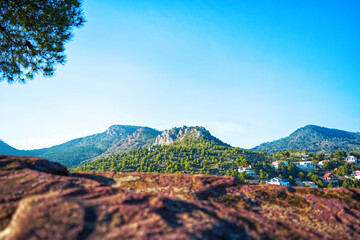 Desierto de las palmas, Cormo de les creuetes