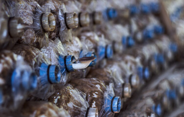mushroom grow up in plastic pipe in agriculture room