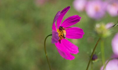 Bumble Bee collecting pollen from a garden pink