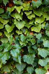 
Background formed by ivy on the wall. A carpet of ivy is clinging to the wall, macro photography shows details of ivy leaves and the brick wall.