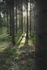 Sunlight coming through trees in the forest