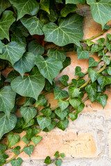 
Background formed by ivy on the wall. A carpet of ivy is clinging to the wall, macro photography...