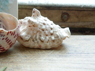 sea shell on the beach