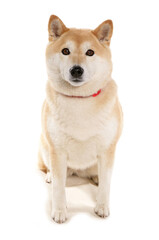 Shiba Inu