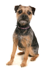 Border Terrier