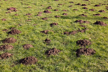 Viele Maulwurfshügel auf einer Wiese