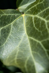 Background of an ivy leaf with veins, the macro photograph of a leaf shows all the details of its structure.