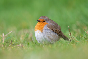 European robin portrait - Erithacus rubecula