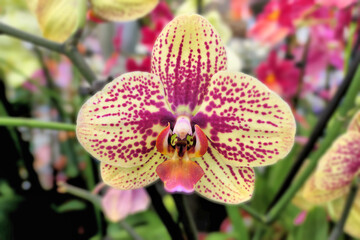Orchidee - Orchidaceae