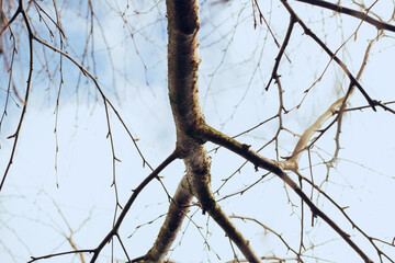 Close up of a bare tree in winter   Close up van een kale boom in de winter © Femke