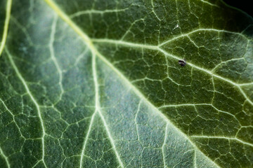 Background of an ivy leaf with veins, the macro photograph of a leaf shows all the details of its structure.