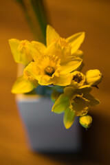 fresh daffodils in a vase with background