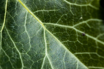 Background of an ivy leaf with veins, the macro photograph of a leaf shows all the details of its structure.
