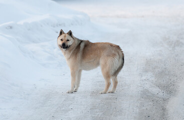 mongrel domestic dog, similar to a husky, in the snow