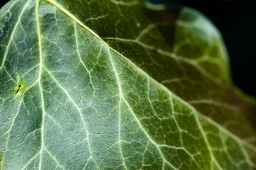 Background of an ivy leaf with veins, the macro photograph of a leaf shows all the details of its structure.